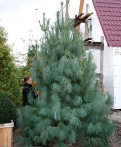 Сосна гималайская, Pinus wallichiana