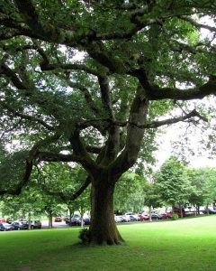 Дуб скальный, Quercus petraea