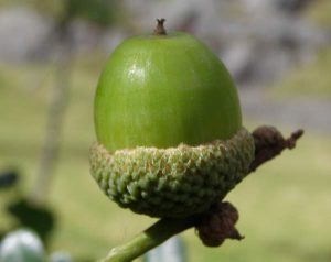 Дуб скальный, Quercus petraea