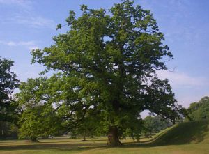 Дуб скальный, Quercus petraea