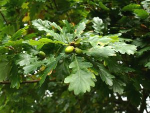 Дуб скальный, Quercus petraea