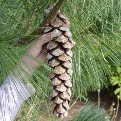 Сосна гималайская, Pinus wallichiana
