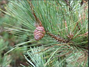 Pinus resinosa
