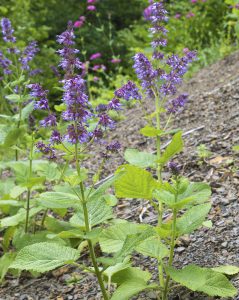 Шалфей мутовчатый, Salvia verticillata