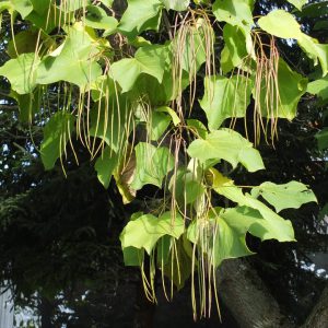Катальпа яйцевидная, Catalpa ovata