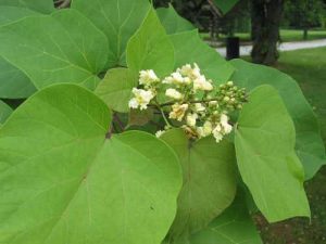 Катальпа яйцевидная, Catalpa ovata