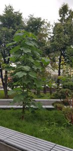 Павловния, высаженные деревья
