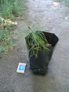 Сосна красная, смолистая