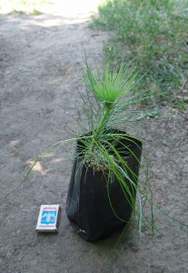 Сосна Юньнаньская, Pinus yunnanensis,