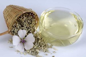 Алтей лекарственный, Althaea officinalis
