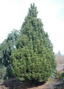 Сосна боснийская, Pinus heldreichii