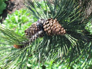 Сосна боснийская, Pinus heldreichii