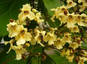Катальпа яйцевидная, Catalpa ovata