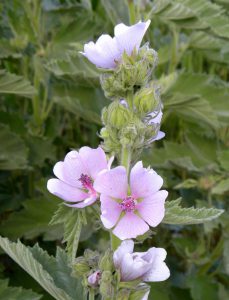 Алтей лекарственный, Althaea officinalis
