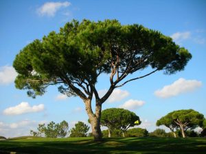 Pinus pinea, Сосна итальянская Пиния