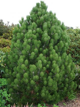 Сосна боснийская, Pinus heldreichii