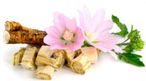 Алтей лекарственный, Althaea officinalis