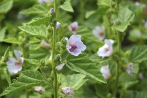 Алтей лекарственный, Althaea officinalis