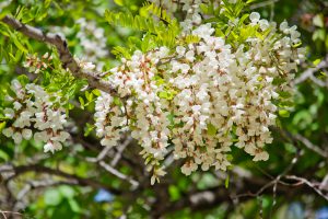 Акация белая, Robinia pseudoacacia