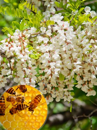 Акация белая, Robinia pseudoacacia