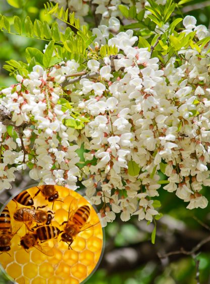 Акация белая, Robinia pseudoacacia