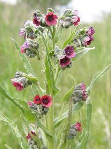 Чернокорень лекарственный, Cynoglossum officinale
