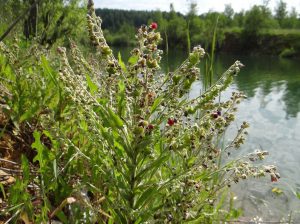Чернокорень лекарственный, Cynoglossum officinale