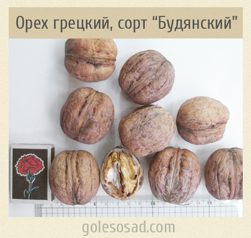 Грецкий орех, очень крупный, сорт "Будянский"