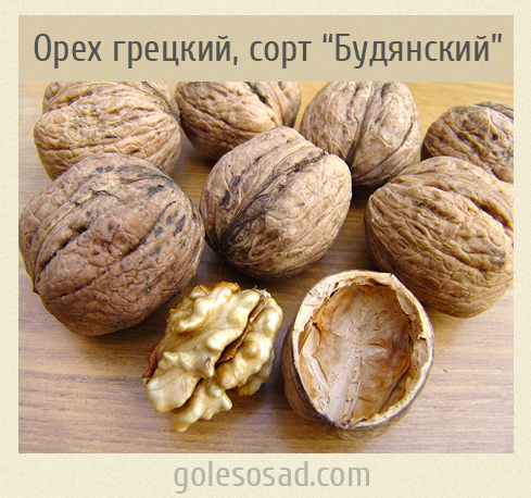 Грецкий орех, очень крупный, сорт "Будянский"