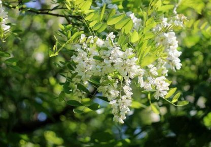 Акация белая, Robinia pseudoacacia