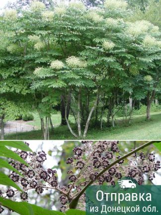 Аралия, aralia-mandshurica, саженцы, лесосад