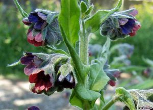 Чернокорень лекарственный, Cynoglossum officinale