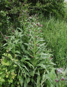 Чернокорень лекарственный, Cynoglossum officinale