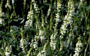 Донник белый, Melilotus albus