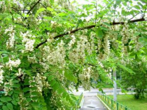 Акация белая, Robinia pseudoacacia