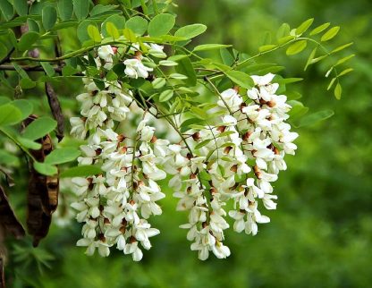 Акация белая, Robinia pseudoacacia