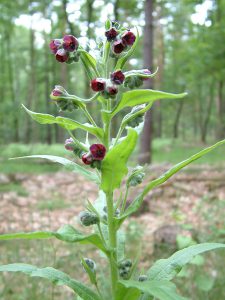 Чернокорень лекарственный, Cynoglossum officinale