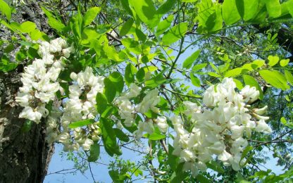 Акация белая, Robinia pseudoacacia