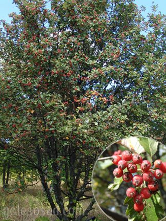 Рябина круглолистная (лат. Sorbus aria), или ария