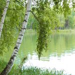 Береза повислая, Betula pendula