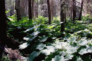 Заманиха высокая, Oplopanax elatus