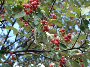 Рябина круглолистная (лат. Sorbus aria), или ария