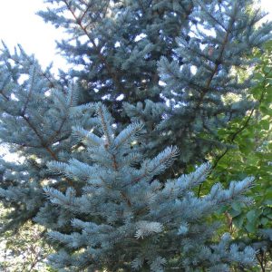 Picea meyeri