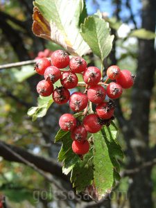 Рябина круглолистная (лат. Sorbus aria), или ария