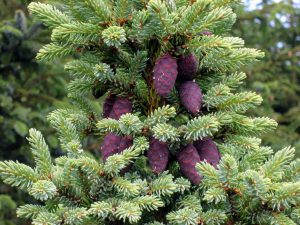 Ель черная, Picea mariana