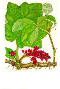 Заманиха высокая, Oplopanax elatus