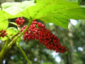 Заманиха высокая, Oplopanax elatus