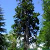 Ель ситхинская, picea-sitchensis, саженцы, лесосад