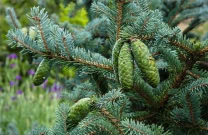 Picea wilsonii