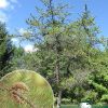 Сосна банкса, pinus-banksiana, саженцы, лесосад